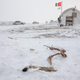 A deer carcass in the snow at Oceti Sakowin.